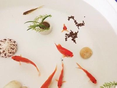 小红金鱼的饮食需要注意什么？（了解小红金鱼的饮食需求，让它健康成长）
