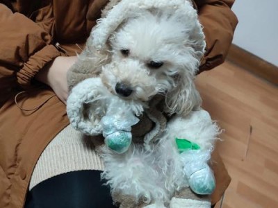 带狗狗出门玩耍必备用品（为您的爱犬带来一次愉快的户外活动）