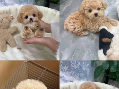 泰迪犬的受欢迎程度与价格之谜（探究泰迪犬受欢迎却价格低廉的原因）