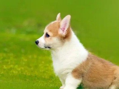 如何正确饲养可爱的柯基犬（柯基犬饲养需要注意的问题及方法）