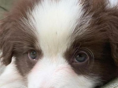 边牧图片幼犬的养育指南（打造快乐健康的边牧宝宝，从幼犬养育开始）