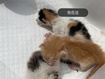 揭露女生伤害小猫现象，呼吁保护动物权益（宠物不是玩具，不要让它们成为你情感的出气筒）