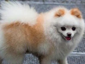 如何训练你的博美幼犬？（全面指南带你让博美幼犬成为优秀的家庭宠物）