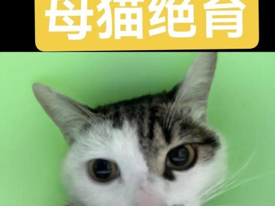 母猫绝育前多久不吃的重要性（保护母猫健康，合理安排饮食时间）