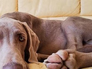 威玛猎犬的全面饲养指南（了解威玛猎犬的性格特点，打造幸福健康的生活空间）