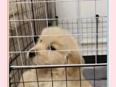 延长金毛犬寿命的秘诀（了解金毛犬的寿命及如何延长它们的寿命）