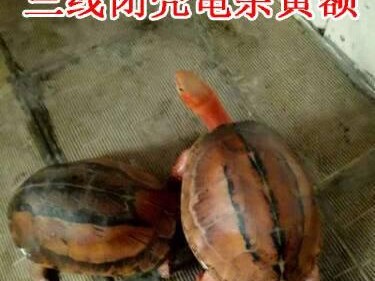 以缺颌花龟的饲养方法为主题（宠物缺颌花龟的饲养技巧与注意事项）