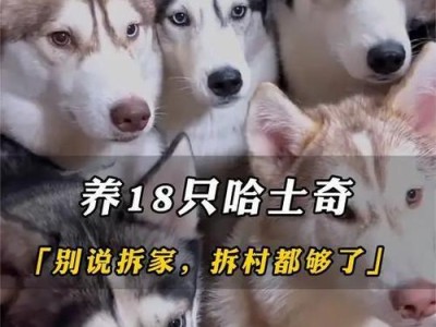 哈士奇养护指南（了解哈士奇的价格和养护要点，让你成为贴心的狗主人）