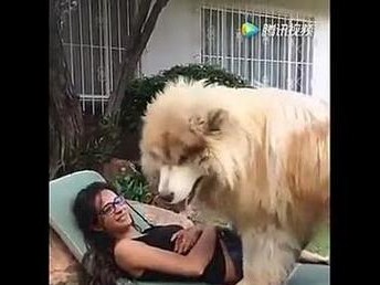 揭秘狗狗交配的秘密——为什么会上锁分不开？（狗狗交配中的生理机制及其影响因素）