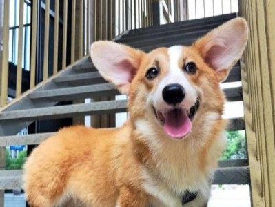 瑞典柯基犬饲养指南（以宠物为主，打造幸福家庭）