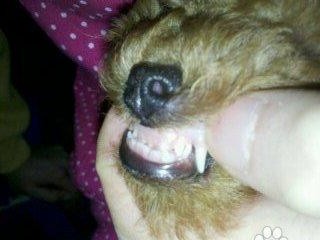 泰迪犬脚趾炎的常见治疗药物及注意事项（针对泰迪犬脚趾炎，这些药物帮助他们恢复健康）
