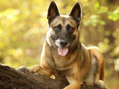 建立完善的马犬训养计划（打造健康快乐的宠物生活）