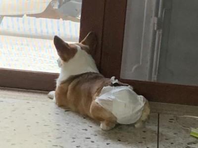 狗拉稀，如何合理饮食？（营养均衡饮食，让宠物康复更快）