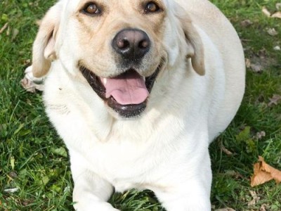 拉布拉多犬的特征与外貌揭秘（了解这个人类最好的朋友）
