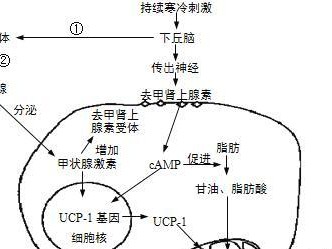 如何饲养健康可爱的布氏田鼠？（掌握正确的饲养方法，让您的宠物布氏田鼠快乐成长）