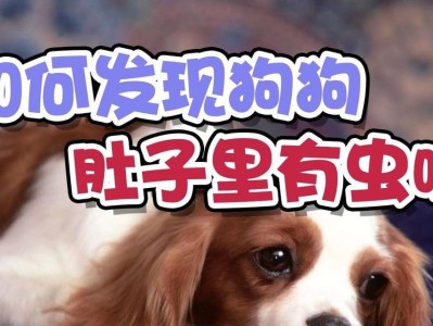 泰迪肚子里有虫子，应该怎么办？（了解泰迪肚子里的虫子及处理方法）