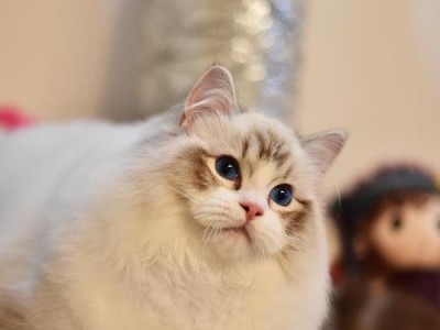 探究孤傲猫的心理世界（以独立自主为特点的猫类个性）