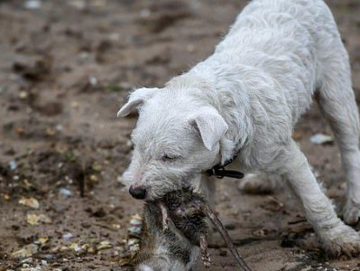 以乱喂罗福梗犬吃东西，小心拉稀（保护罗福梗犬消化系统健康）