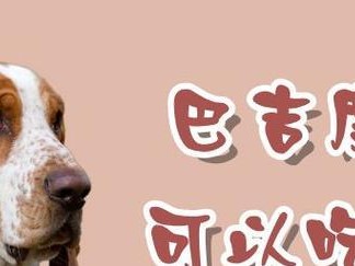 为宠物吃驱虫药需谨慎（以巴吉度吃驱虫药的五点小提醒）