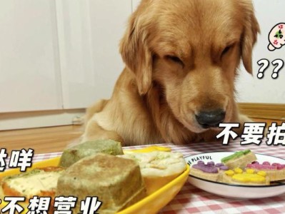 给狗狗选择美味又经济实惠的食物（以宠物为主，找到最适合你的狗狗的食品）