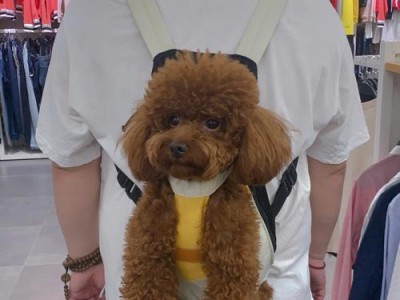 贵宾犬不高兴主人抚摸别的狗狗（当心你的贵宾犬开始嫉妒心作祟）