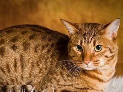 哈瓦那棕猫的饲养方法（健康快乐的小伙伴，养成习惯很重要）