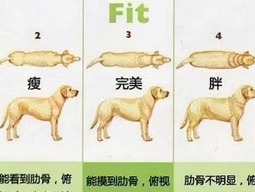 如何让你的斗牛犬健康胖起来（以宠物为主，让你的爱犬拥有完美身材）