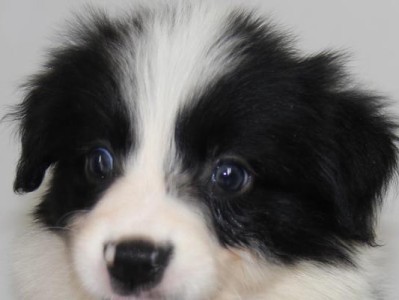 边牧犬纯种长相特点（边牧犬的血统纯度及外貌特征）