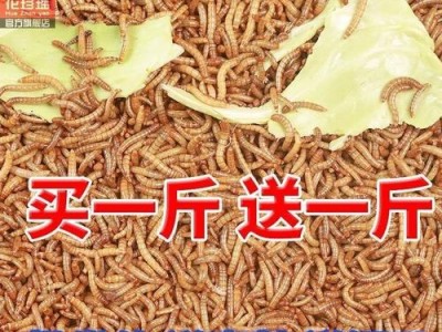 八哥幼鸟的食物选择（了解八哥幼鸟的食物需求，保证其健康成长）