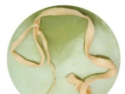 狗狗得绦虫的原因和处理方法（了解狗狗得绦虫的主要原因以及如何处理）