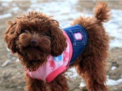 可卡犬的价格分析（揭秘可卡犬市场的价格趋势及关键因素）