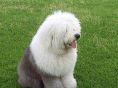 以古牧犬（探寻以古牧犬的聪明才智，了解它的表现和训练技巧）
