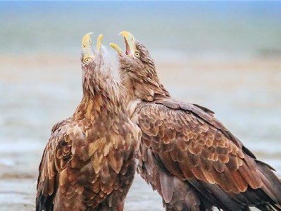 如何饲养海雕？（以宠物为主，让您爱上饲养海雕！）