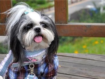 如何处理以马尔济斯犬的毛发打结问题（宠物爱好者必看，解决马尔济斯犬毛发打结问题的方法）