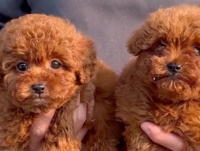 幼犬泰迪的饮食指南（了解适合泰迪幼犬的食物，避免乱吃问题）