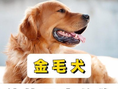 金毛退烧食谱大揭秘！（让你的金毛迅速退烧，恢复活力）