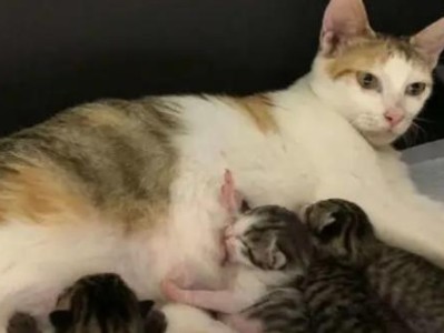 猫的怀孕周期和生育过程的奇妙旅程（揭秘猫咪孕育新生命的神奇过程）