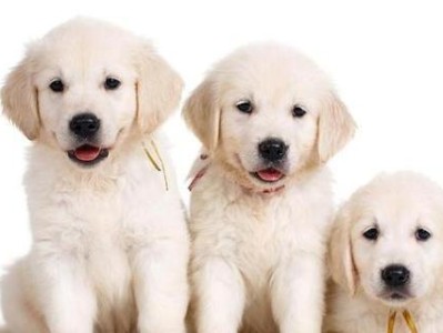 如何有效训练拉布拉多犬（掌握拉布拉多的饲养技巧，建立良好的训练关系）
