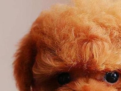 如何管理泰迪犬的体重？（了解泰迪犬的标准体重及处理过胖问题）