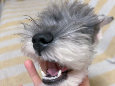 狗狗换牙期间的表现（了解狗狗换牙的迹象和注意事项）