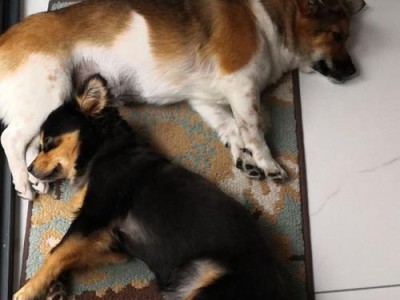 如何正确投喂拉布拉多犬，让你的狗狗精力充沛（让你的狗狗健康快乐的六大关键投喂要点）
