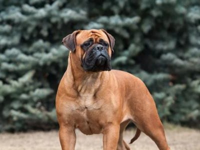 2022年世界上最受欢迎的13种狗狗（探索全球宠物犬的热门品种，领略它们的魅力与魄力）