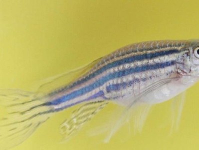 豹纹斑马鱼的饲养方法（打造健康、快乐的宠物生活）