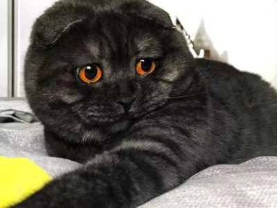 小猫嘴巴里有黑色东西，是什么？（探究宠物猫咪口腔健康问题）
