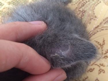 揭秘导致宠物猫出现皮屑的原因（探究猫咪皮肤问题的成因和解决方法）