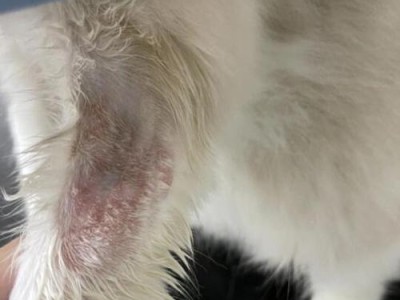 揭秘猫腿长猫癣之谜（探究猫腿长猫癣的原因及处理方法）