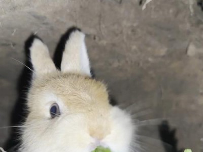 小兔草食日记（探索小兔的美食世界）