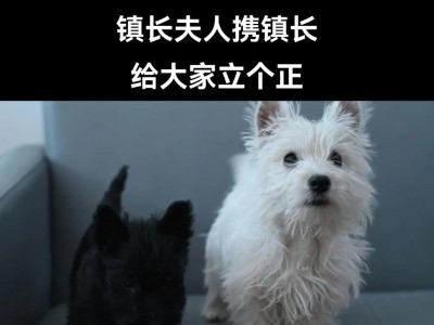 西高地白梗（探究西高地白梗饲养的问题及解决方案）