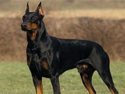 如何科学饲养艾分杜宾犬（艾分杜宾犬饲养全攻略，让爱宠更健康）