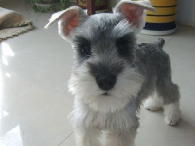 如何合理喂养雪纳瑞幼犬？（迷你雪纳瑞的饮食需求与注意事项）